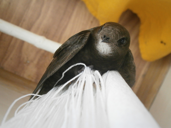 Hello. I am not afraid of you. - My, Birds, The photo, Apartment, Poland, Longpost, Swift