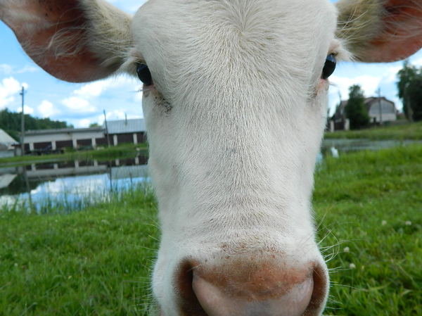 He looks at you like... - Cow, The photo