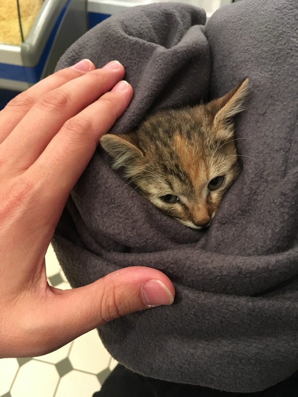 Found a little kitten in Moscow. - cat, , Moscow, Help, In good hands, Helping animals