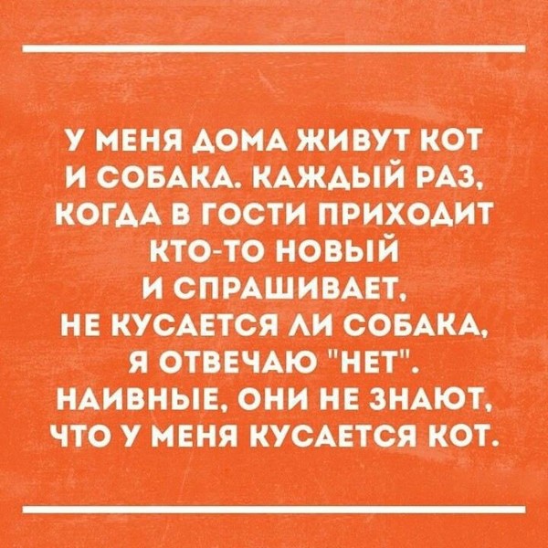 КотоПёс | Пикабу