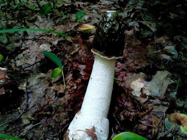 mushroom alien - My, Mushrooms, Forest, Nature