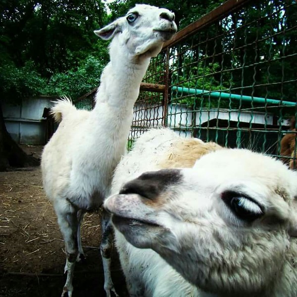 These llamas look like they want to make a rap album - My, Llama, The photo