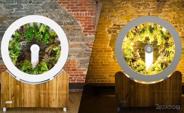 Ogarden - a home garden in a wheel - Plants, Growing, Garden, , Vegetables, Organic, Longpost