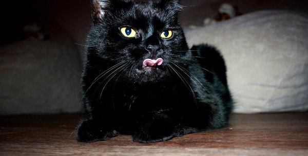 Black showed tongue - Indecent, The photo, Homemade, Language, cat, Afro, Chenyi