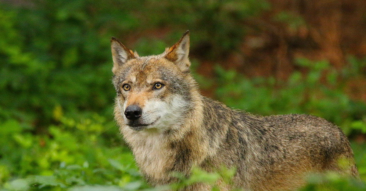 Russian animals. Животные России. Звери России. Животные России фото. Лесные животные России.