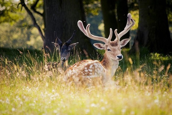 Just cute deer ^^ - Deer, Animals, Nature, Deer