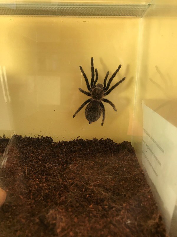 Мой новый миленький питомец- Brachypelma albopilosum - Моё, Паук, Пауки-Птицееды, Кормление, Брахипельма альбопилозум, Tarantula, Feeding, Видео