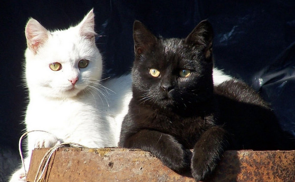 ������������ ��������� ������� � ���� � ����� �������� ���� "����������"