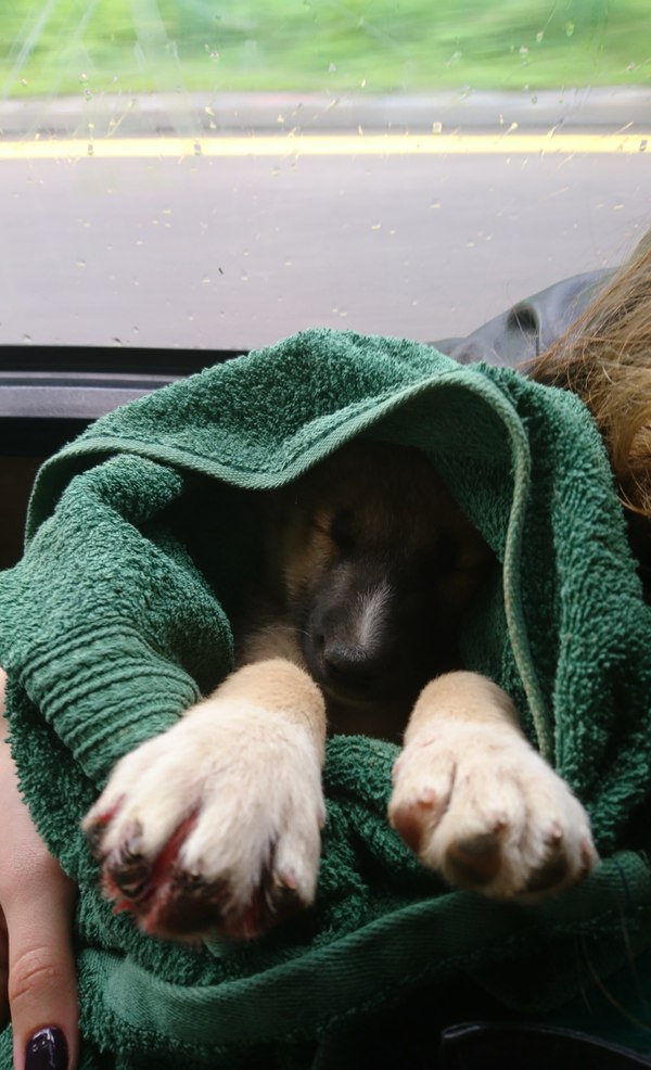 Baton with paws. - Dog, Found a dog, In good hands, Longpost, Moscow