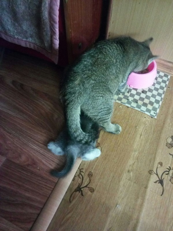 Double refueling :) - My, Cats and kittens, Catomafia, , Longpost, cat