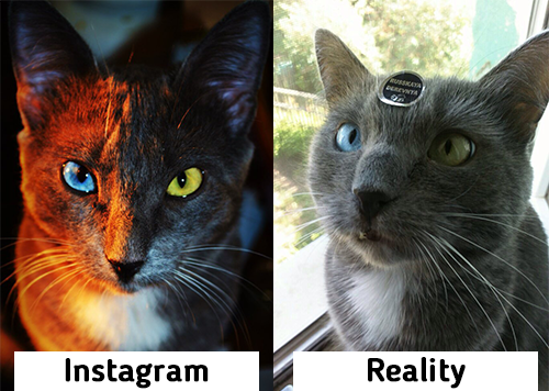 Instareality Behemoth - My, cat, , Heterochromia, Seals are drugs