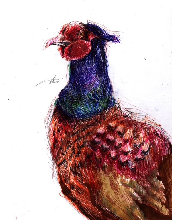 Half an hour, pheasant. - My, Ball pen, Marker, Sketch, Drawing, Junior Academy of Artists, Pheasant, Birds, 