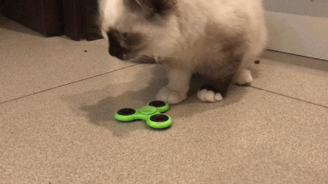 When your cat fumbles - cat, Spinner, Gif animation, GIF