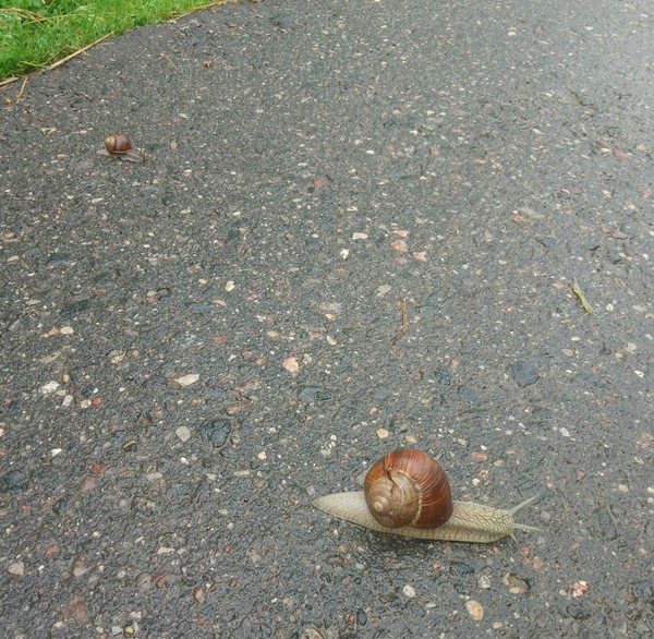 Pedestrian snails :) - My, Achatina, Friend, Food, Hello reading tags, Longpost