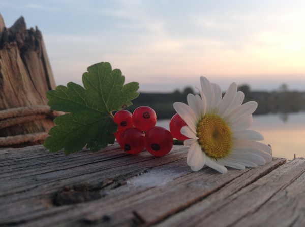 Mid summer - Chamomile, Berries, Summer