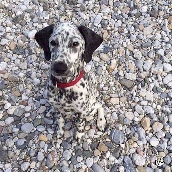 Disguised - Dog, Dalmatian, Disguise