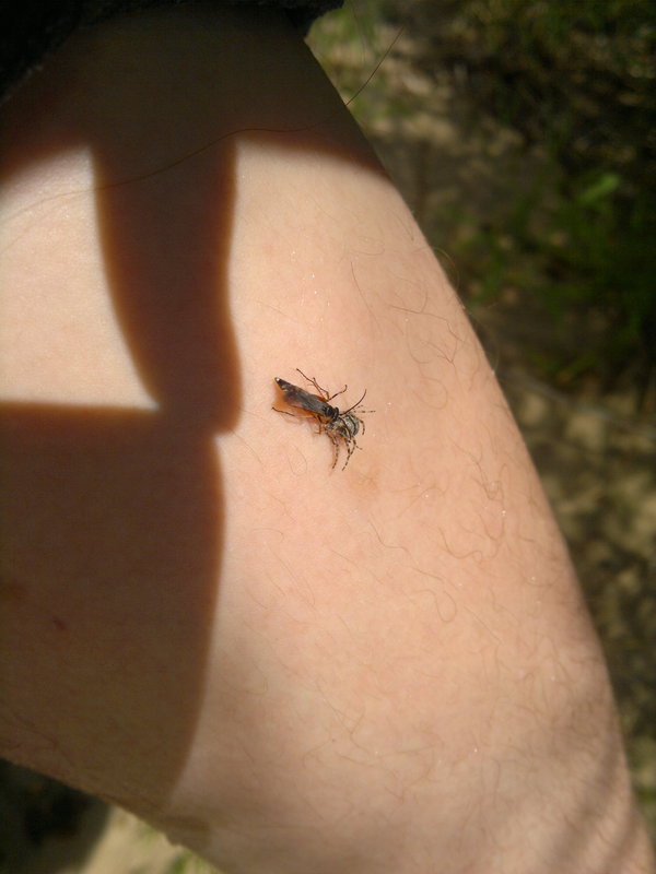 road wasp - My, , , Stranger, Hymenoptera, Spider, Arachnophobia, Video, Longpost