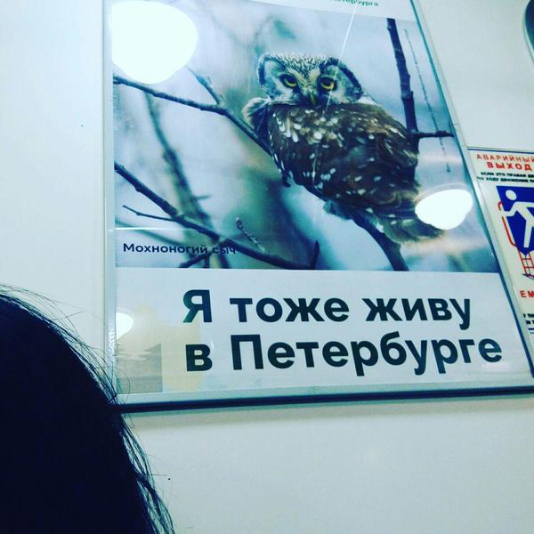 All paths lead to Petersburg - My, Owl, Saint Petersburg, Birds, Metro, Metro SPB