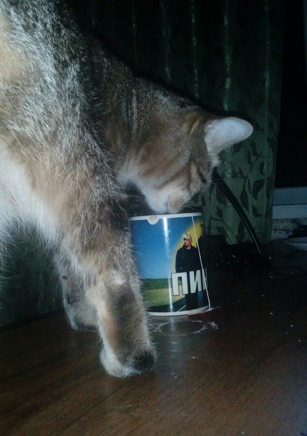 night tea - cat, Longpost, Tea, My, Catomafia