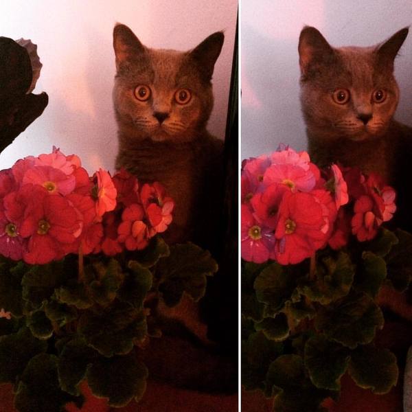 Who eats flowers?! No, I'm not like that - Pets, cat