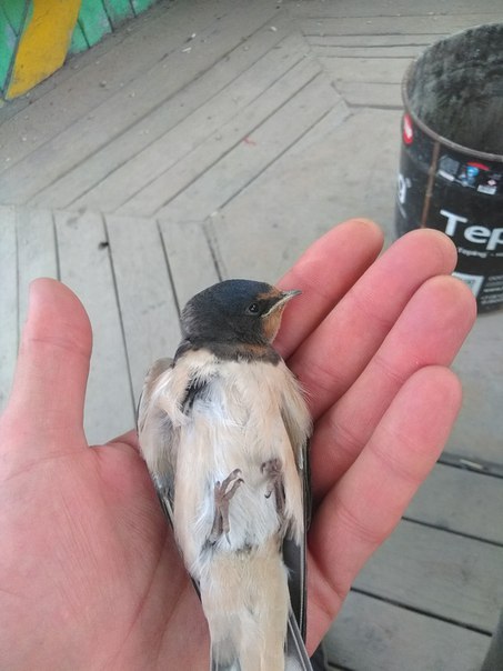 Ласточка | Пикабу