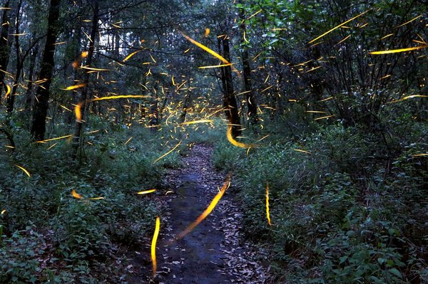 Fireflies during mating season. Nanacamilpa Nature Reserve, Mexico - Mating season, The photo