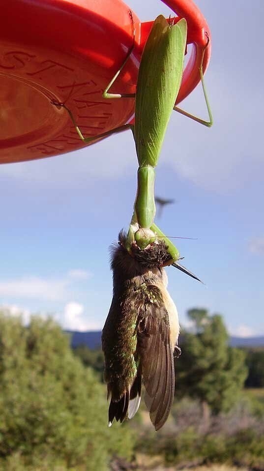 Mantis - birder - Mantis, Nature, The photo