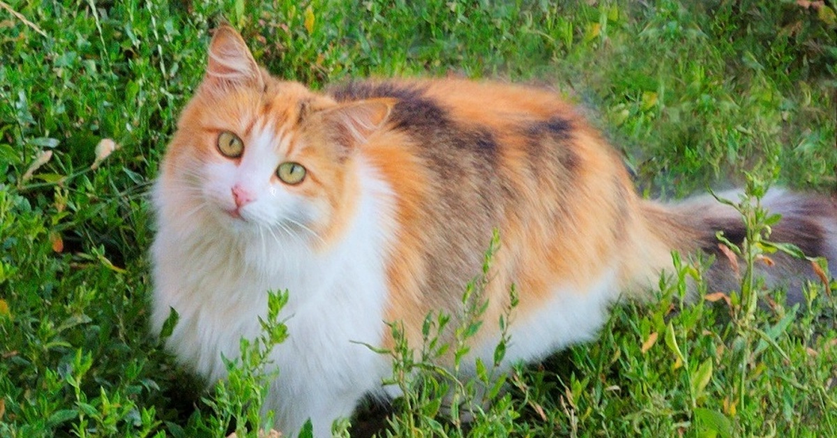 Трехцветная сибирская кошка