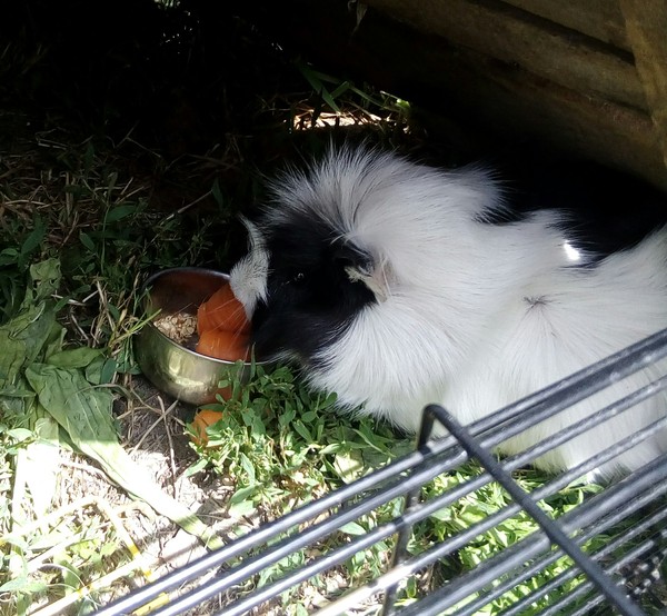 Pig nutrition - Nutrition, My, Nature, Carrot, Guinea pig