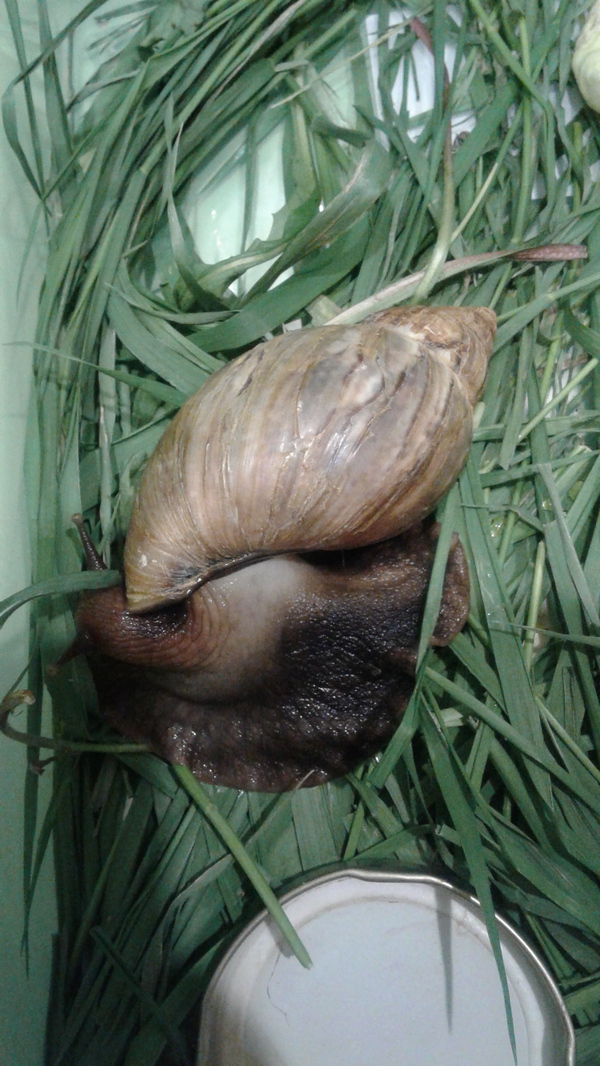 Giant Achatina snail - notes of an amateur. - My, , Achatina, Pet, Slug, Snot, Pets, Slug