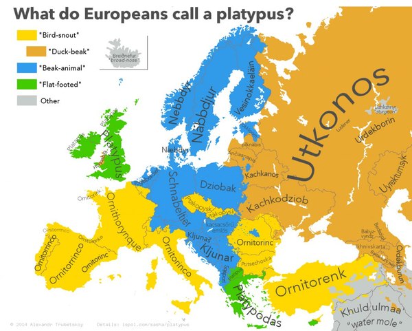 What do Europeans call the platypus? - Platypus, Foreign languages, Europeans, Platypuses