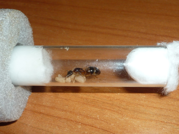 Keeping an ant house. - My, Ant farm, , Insects, Ants