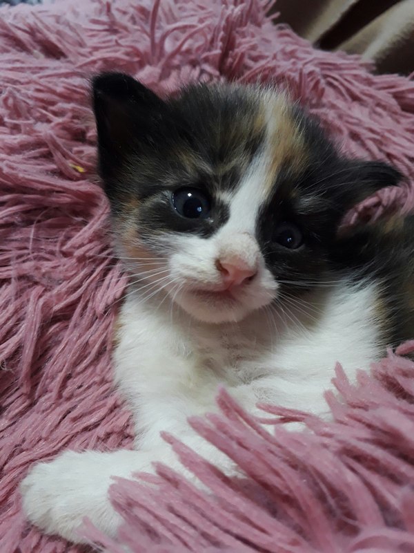 Kittens in good hands, Volgograd. - Volgograd, Cats and kittens, In good hands, Animals, cat, Help, Longpost