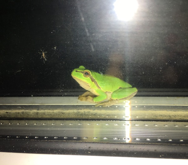 Just look out the window more often! Then they saw another one. - My, Frogs, Pepe, beauty, Nature, 