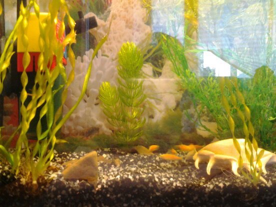 My problems and overcoming them in the aquarium trade - My, Aquarium, Aquarium fish, Longpost