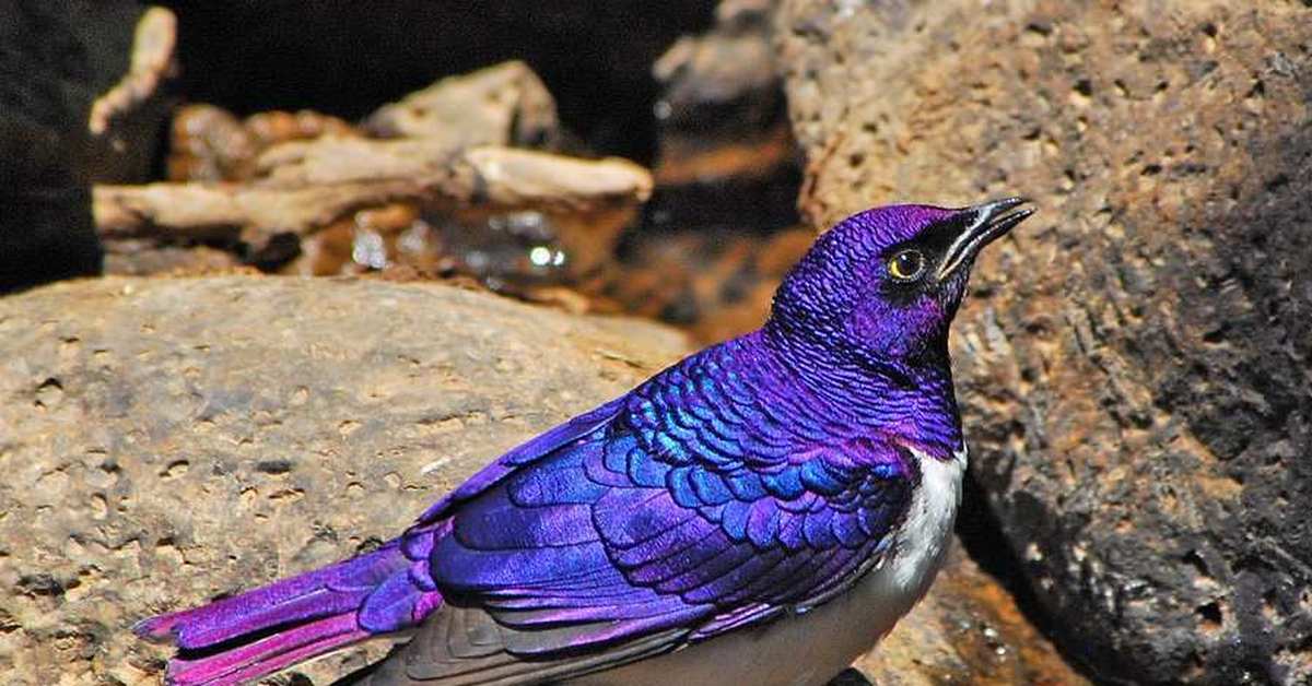 Фиолетовые животные в природе названия и фото