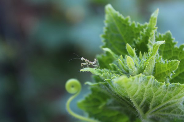 small praying mantises - Mantis, Livestock, Milota, Animals