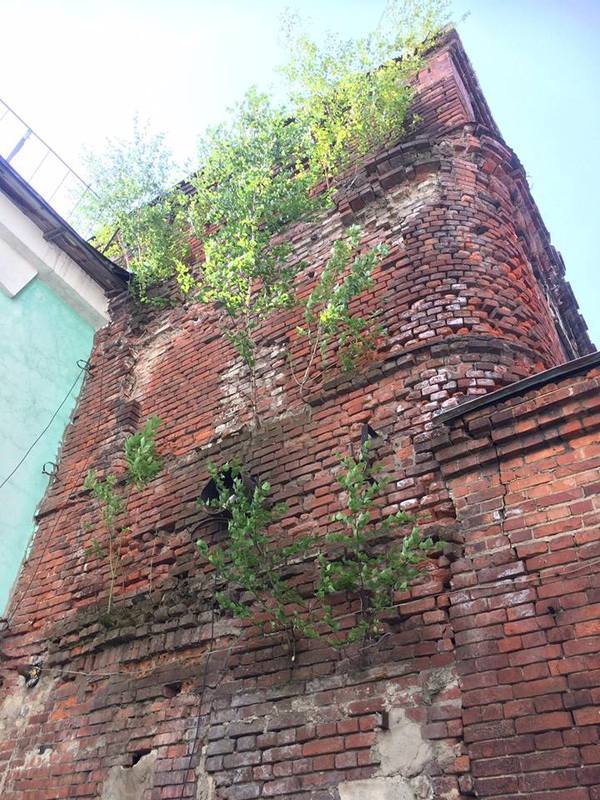 Vertical landscaping - Damn old house, Brick house, Tree