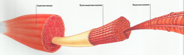 Строение мышцы. Или коротко о силе и выносливости - Моё, Спорт, Тренер, Программа тренировок, Фитнес, Мышцы, Выносливость, Спортивные советы, Сила, Длиннопост