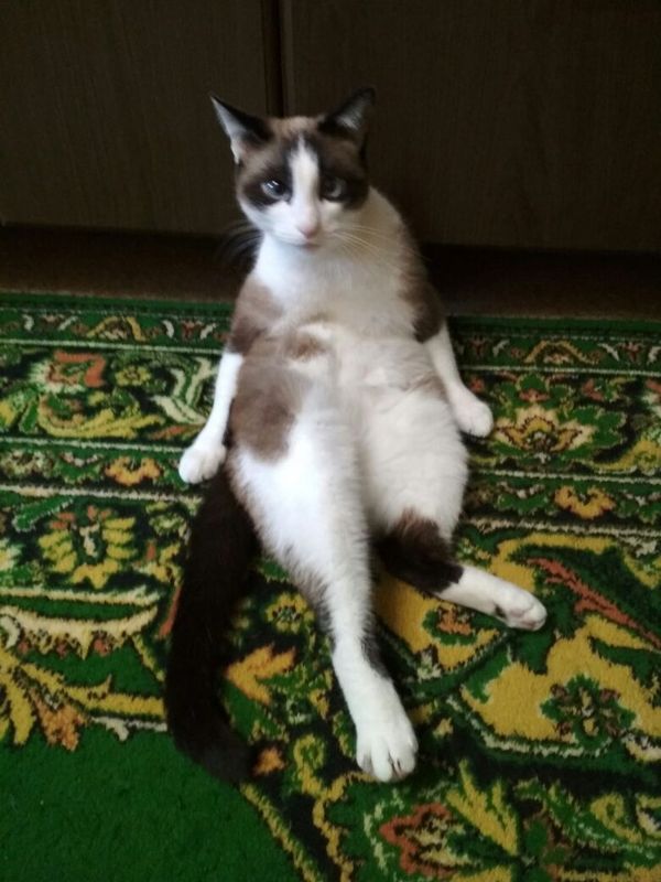 Кошка-ждуняшка.