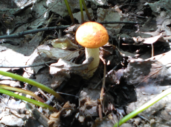 Went for mushrooms... - My, Mushrooms, Nature, Siberia, Boletus, Forest, Summer, Longpost