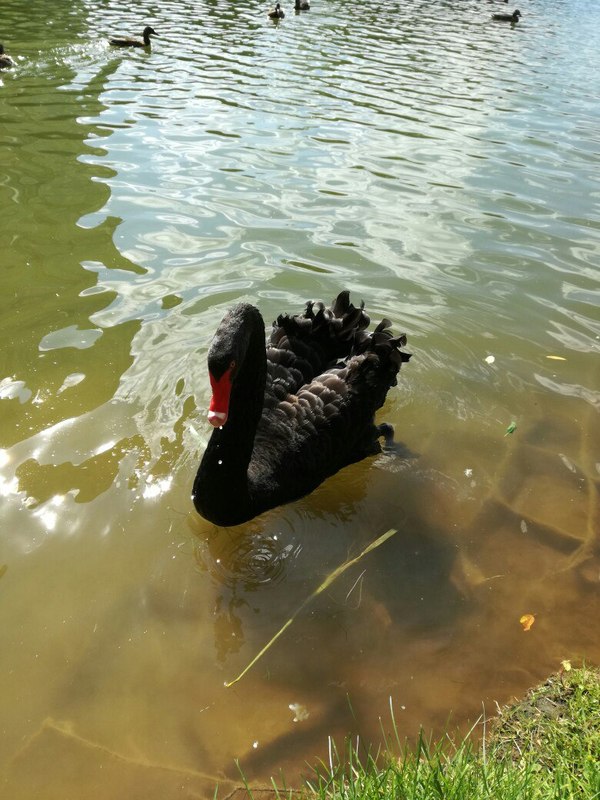 Black Swan - My, Black Swan, Birds, Pond, Nature