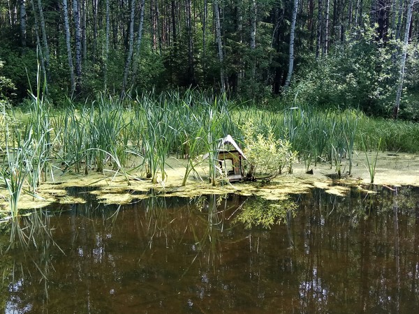 Duck house - My, Duck, My, Water