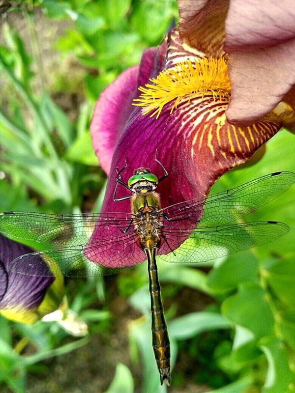 Dragonfly - Dragonfly, My, The photo