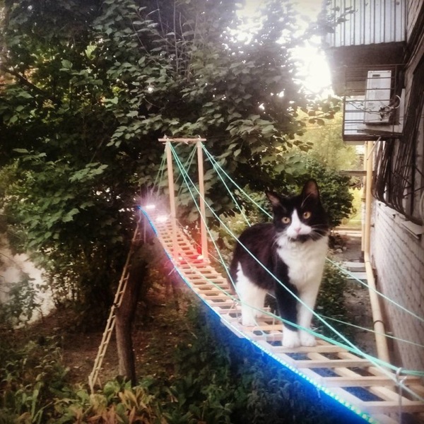 Volgograd built a separate illuminated staircase for a cat - cat, Bridge, Longpost