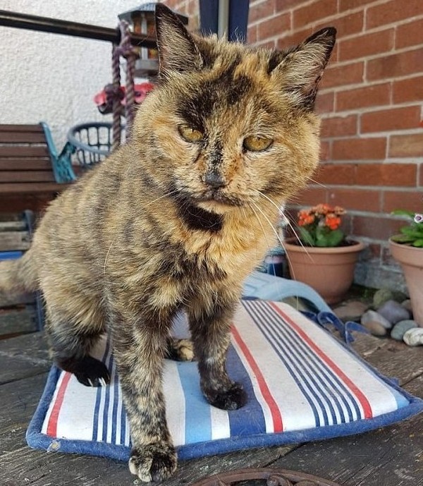 The oldest cat in the world successfully underwent a major operation and will live on - cat, , , Longpost