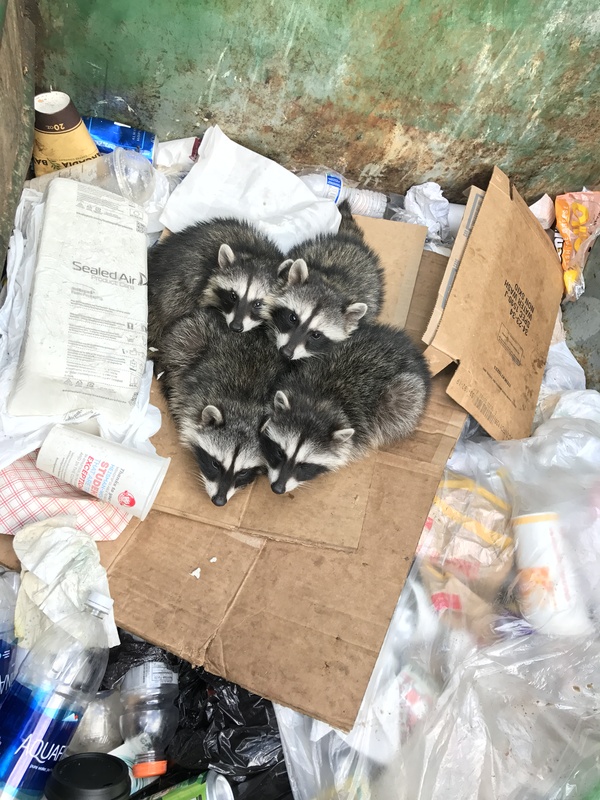 Пошёл выносить мусор.. хорошо что решил сначала посмотреть куда кидаю)