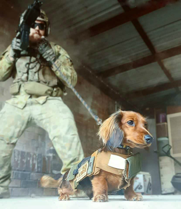 Faster. - Dog, Weapon, The soldiers, Leash, Vest, The photo