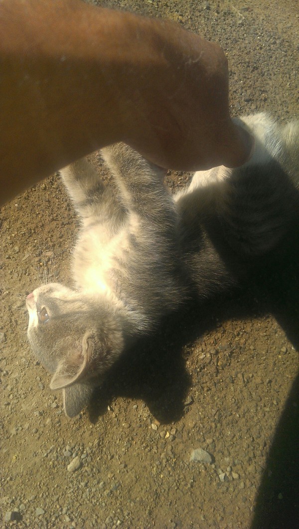 Kitten - Kittens, Astana, Longpost, cat, Helping animals, Help