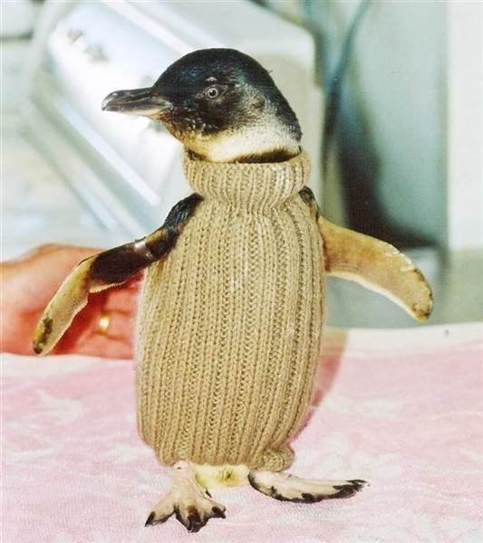 Australia's oldest 109-year-old Alfie Date knits tiny sweaters for oil spill-injured penguins - Animals, Pullover, Kindness, Australia, Longpost